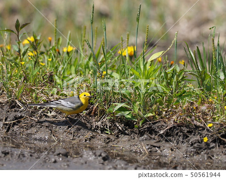 Affiliation 50561944