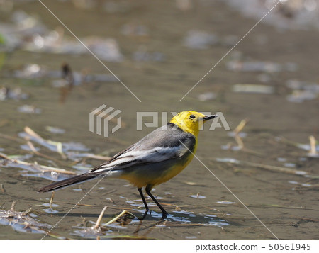 Affiliation 50561945