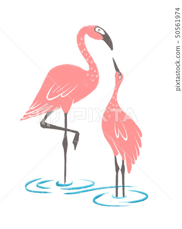Parent-child flamingo Parent-child flamingo 50561974