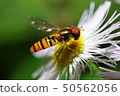 Marmalade hoverfly 50562056