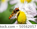 Marmalade hoverfly 50562057
