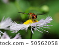 Marmalade hoverfly 50562058