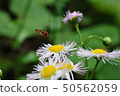 Marmalade hoverfly 50562059