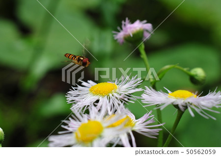 Marmalade hoverfly Marmalade hoverfly 50562059