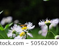 Marmalade hoverfly 50562060