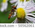 Marmalade hoverfly 50562061