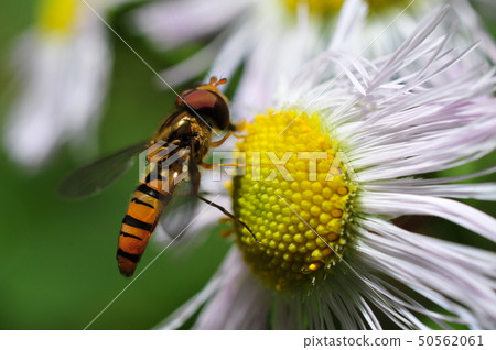 Marmalade hoverfly 50562061