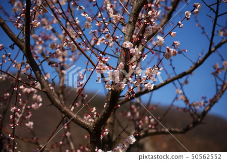 櫻桃樹 50562552