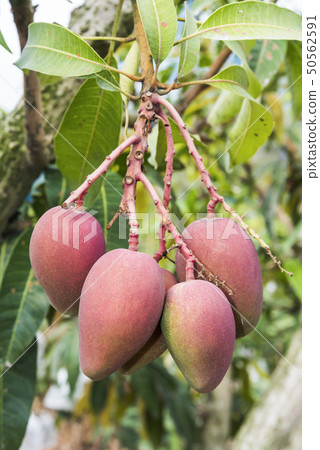 close up of mango fruit on a mango tree close up of mango fruit on a mango tree 50562591