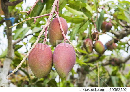 close up of mango fruit on a mango tree 50562592