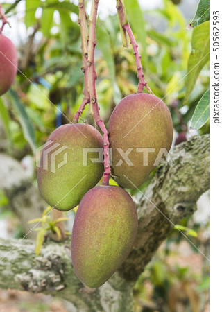 close up of mango fruit on a mango tree close up of mango fruit on a mango tree 50562593