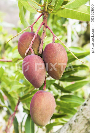 close up of mango fruit on a mango tree 50562600