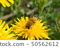 Japanese bee 50562612