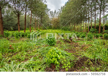 Young coffee plantations between rows of Thika 50562738