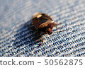 Pinatellarium bug 50562875