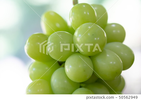 Grape (Shine Muscat) October Grape (Shine Muscat) October 50562949