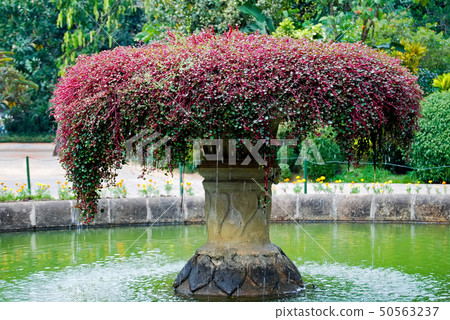 Fountain in Royal Botanical Garden,Kandy,Sri Lanka Fountain in Royal Botanical Garden,Kandy,Sri Lanka 50563237
