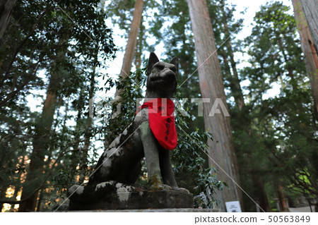 秩父三鷹神社的柴犬 50563849