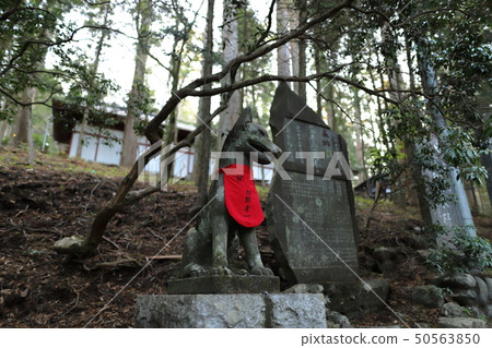 秩父三鷹神社的柴犬 秩父三鷹神社的柴犬 50563850