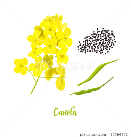 Canola or colza. flowers, seeds, leaf. Rapeseed 50564532