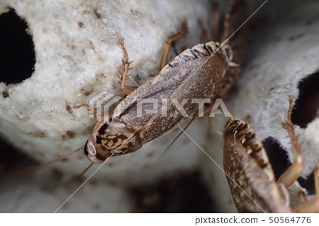 高印度蟑螂Nauphoeta cinerea 50564776