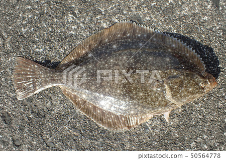 Rockfish Platichthys bicoloratus 50564778