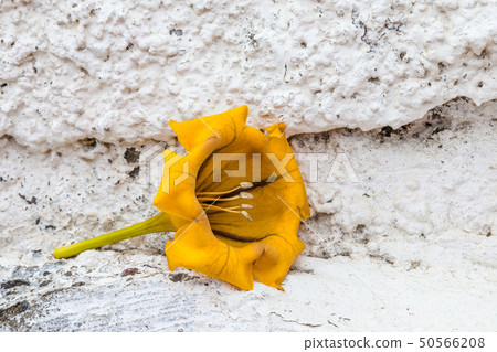 Chalice of yellow flower on white wall Chalice of yellow flower on white wall 50566208