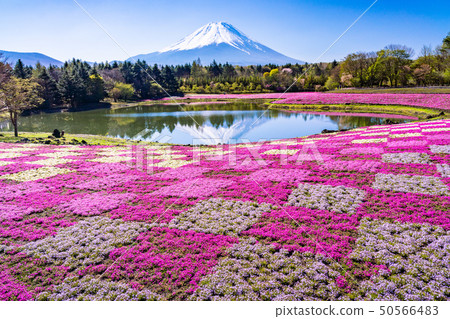 （山梨縣）富士芝麻櫻花節富士山倒掛富士 50566483