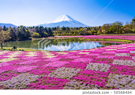 （山梨縣）富士芝麻櫻花節富士山倒掛富士 50566484