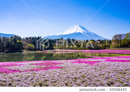 (山梨縣)Fuji Shiba Sakura Festival富士山 (山梨縣)Fuji Shiba Sakura Festival富士山 50566485