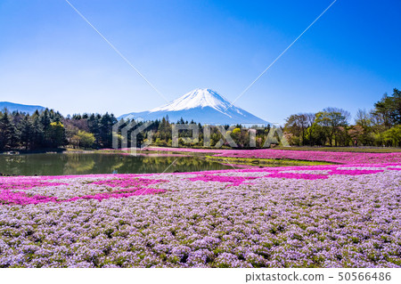 （山梨縣）Fuji Shiba Sakura Festival富士山 50566486