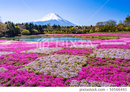 （山梨縣）Fuji Shiba Sakura Festival富士山 50566491