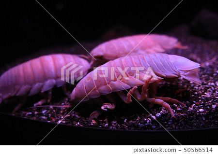 巨型甲蟲甲蟲 50566514