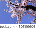 美麗的櫻花，日本春天 50566606