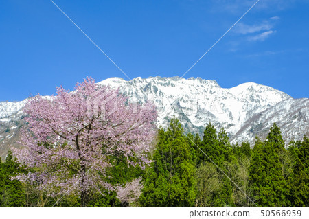 Mt. Hakkai with cherry blossoms and snow 50566959