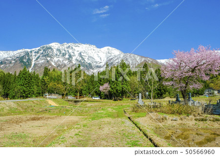 Cherry blossoming countryside and Mt. 50566960