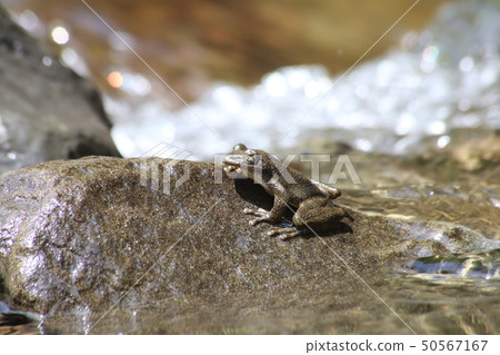 Red-headed frog 50567167