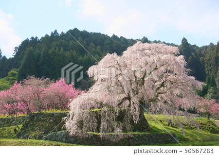 櫻花盛開 50567283