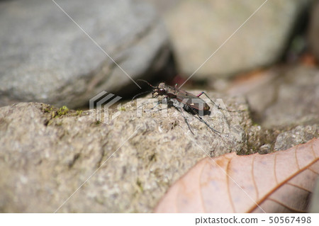 Hanumyo Niwa 50567498