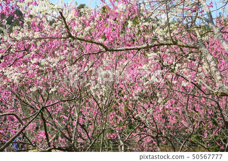 春天花Smomo花 春天花Smomo花 50567777