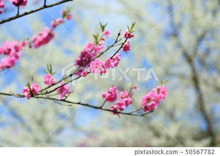  桃花 50567782