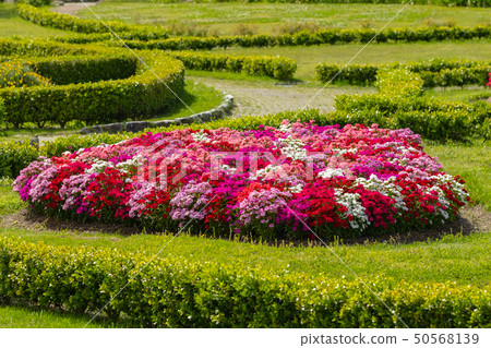 Bright flower garden Bright flower garden 50568139