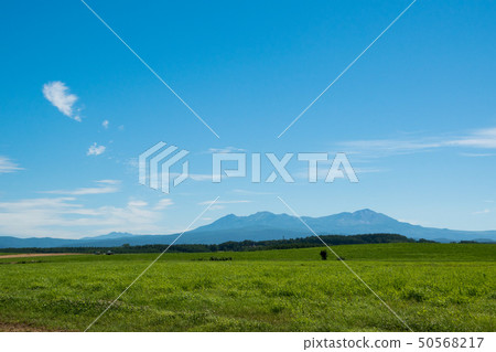 綠色草甸和夏天山Daisetsuzan 綠色草甸和夏天山Daisetsuzan 50568217