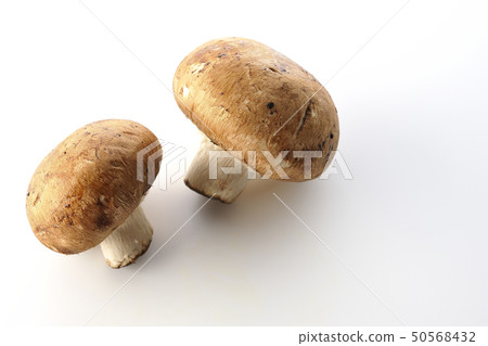 早上採摘蘑菇 早上採摘蘑菇 50568432