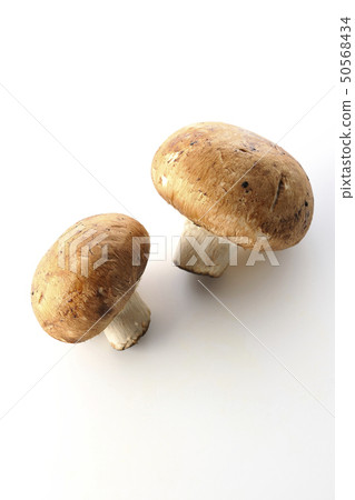 早上採摘蘑菇 早上採摘蘑菇 50568434