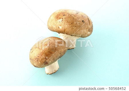 蘑菇 50568452