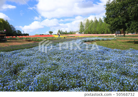 Nemophila 176 Nemophila 176 50568732