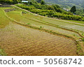 水稻梯田 50568742