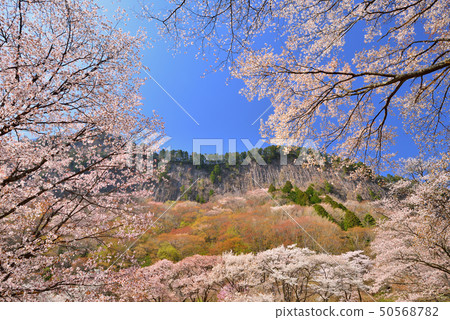 Cherry blossoms at the folding roof garden 50568782
