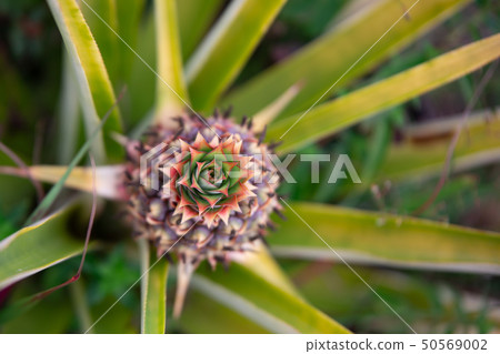 Maturing Pinapple from above 50569002
